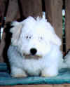 CH. Shaglear E.T.