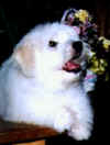 CH. Shaglear E.T.