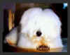 CH. Shaglear E.T.