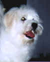 CH. Shaglear E.T.