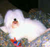 Neige