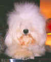 Neige