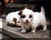 deckpups.jpg (104144 bytes)