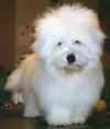 neige
