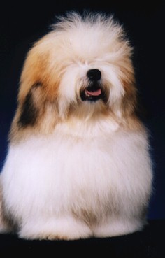 THOVEE BEAR