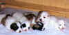 A Thyroon's Litter
