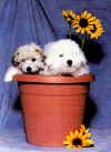 Tucker & Indi