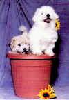 Tucker & Indi