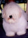 Whoopie