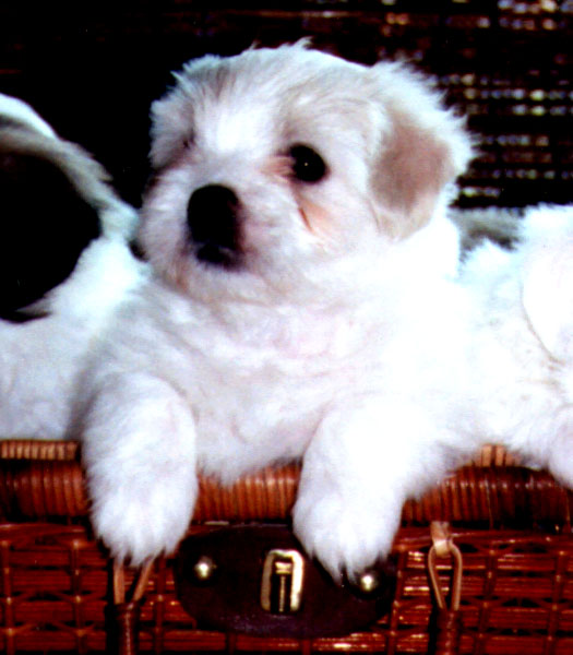 Whoopie